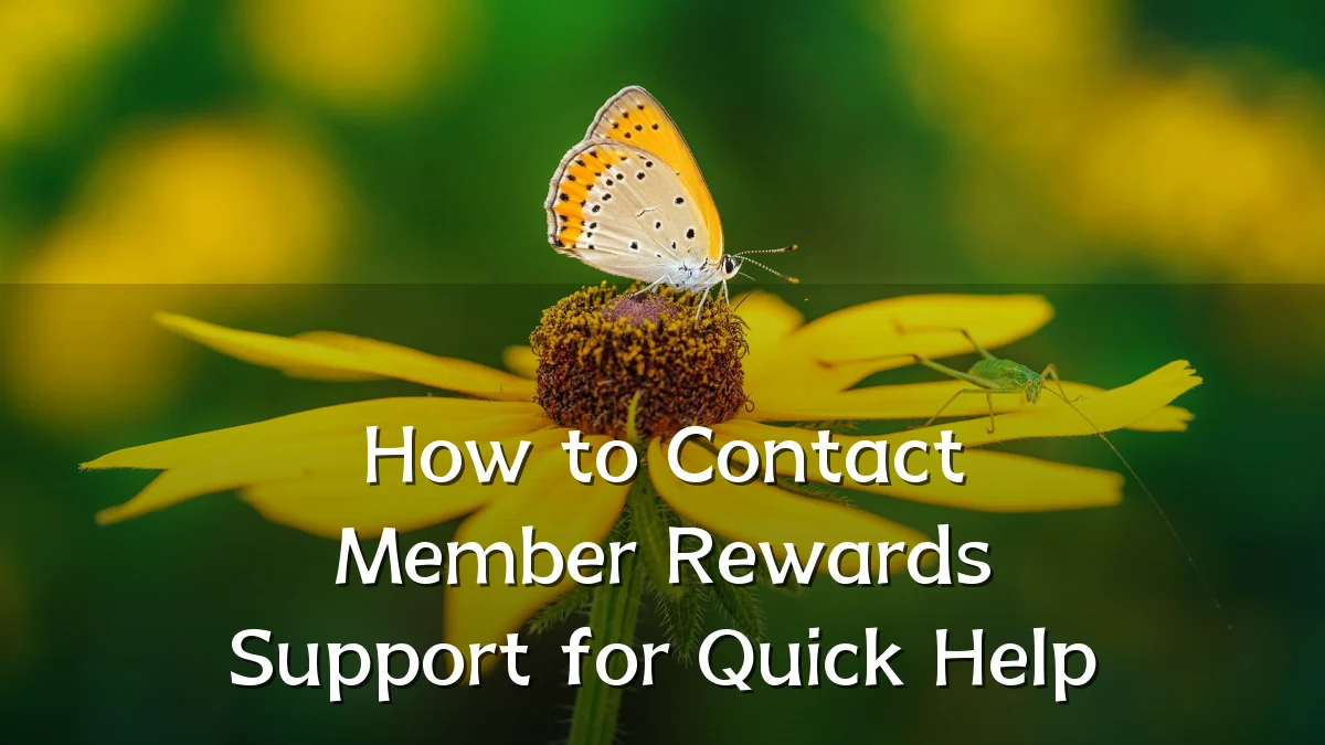 How to Contact Member Rewards Support for Quick Help