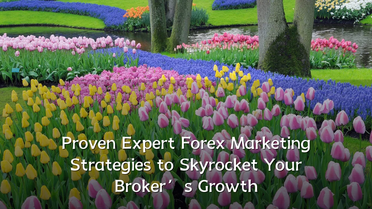 Proven Expert Forex Marketing Strategies to Skyrocket Your Broker’s Growth