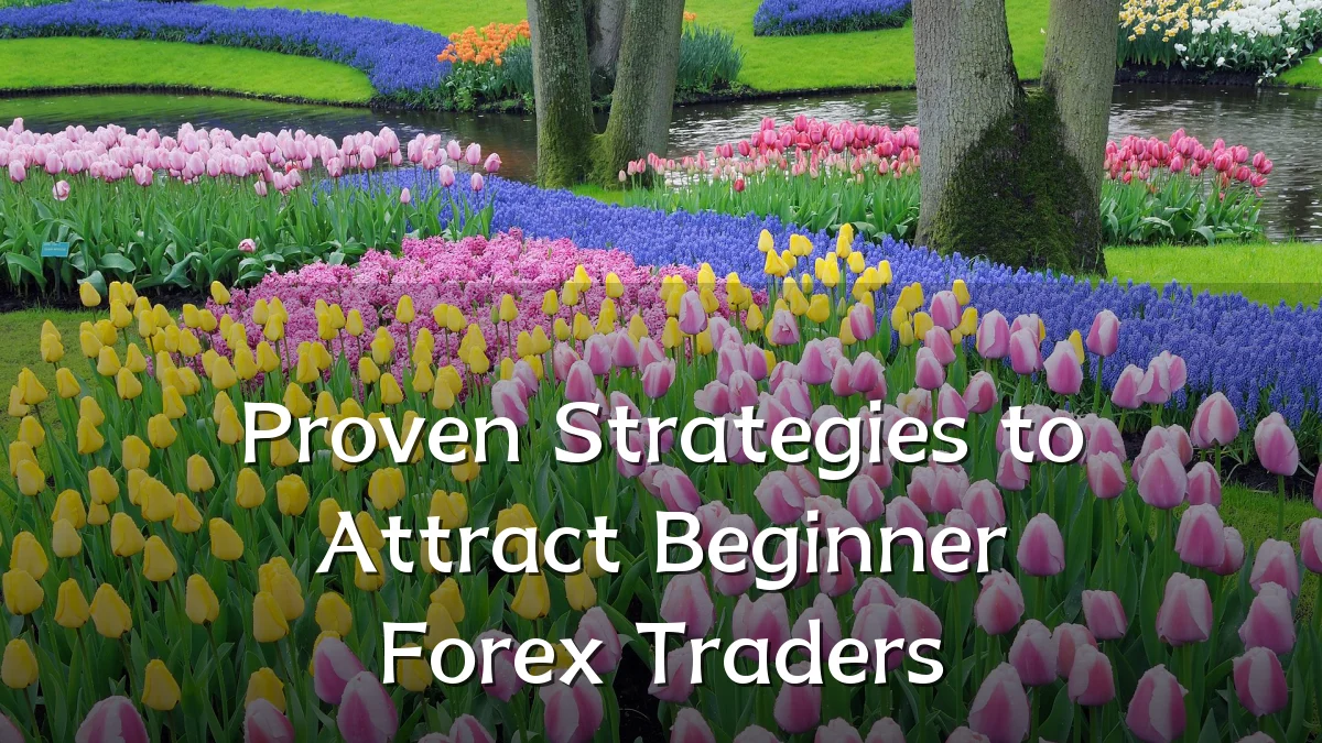 Proven Strategies to Attract Beginner Forex Traders